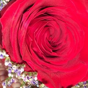 Meet your Posher, Casey